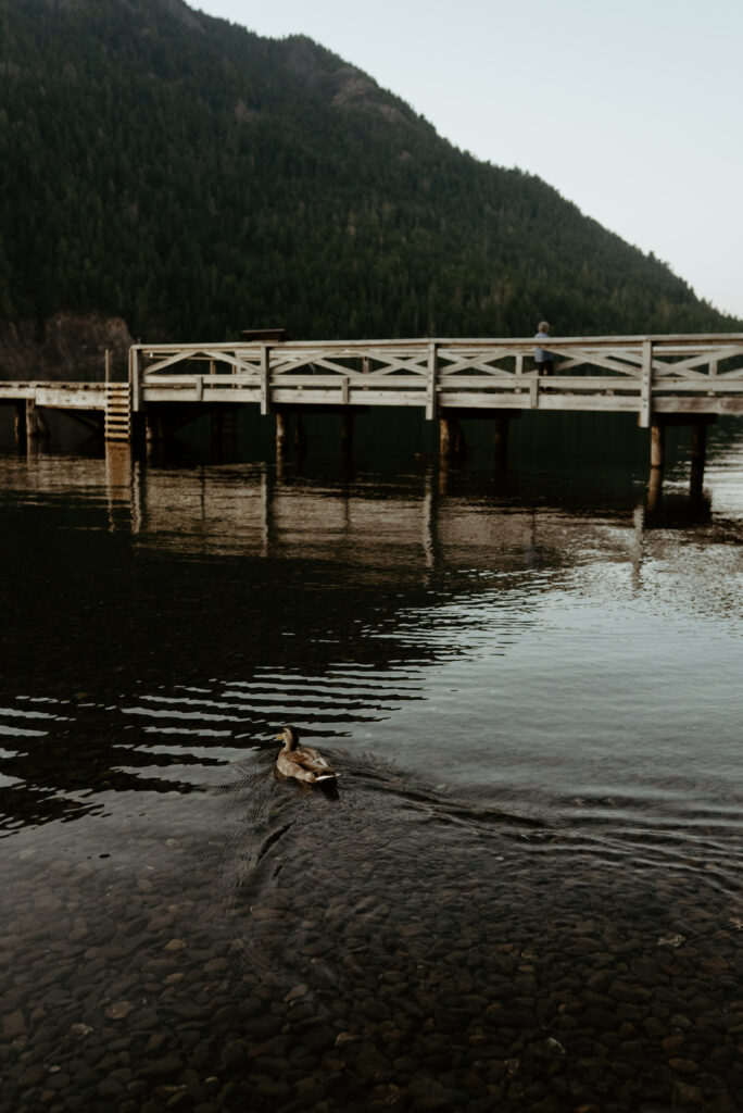 wildlife at lake crescent lodge dock